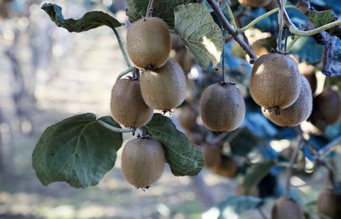 秋日好食光 幫農助農酷消銷賦能，陜西周至獼猴桃產業走上快車道