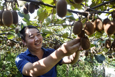 好物件|獼猴桃尚未成熟 涪陵這個老板已經賣出了4萬斤
