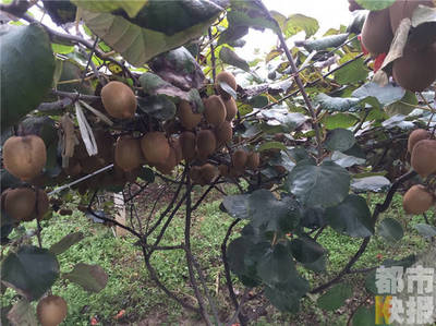 周至十萬斤獼猴桃豐產滯銷，果農期盼客商助農解憂