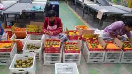 健康農產品陜西行走進齊峰果業，見證真正獼猴桃的自然之味與品牌力量