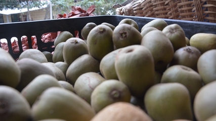 開陽縣龍水鄉 金果飄香迎豐收，獼猴桃采摘正當時