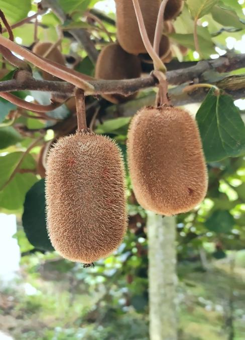 銷量遙遙領先的「嗨生鮮」修文獼猴桃 優選山地小種的獨特魅力