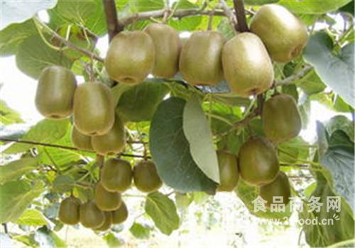 獼猴桃市場行情分析 熟粉價格走勢與產品報價參考